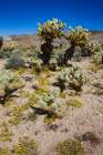 Springtime in Fargo Canyon, California Art Print